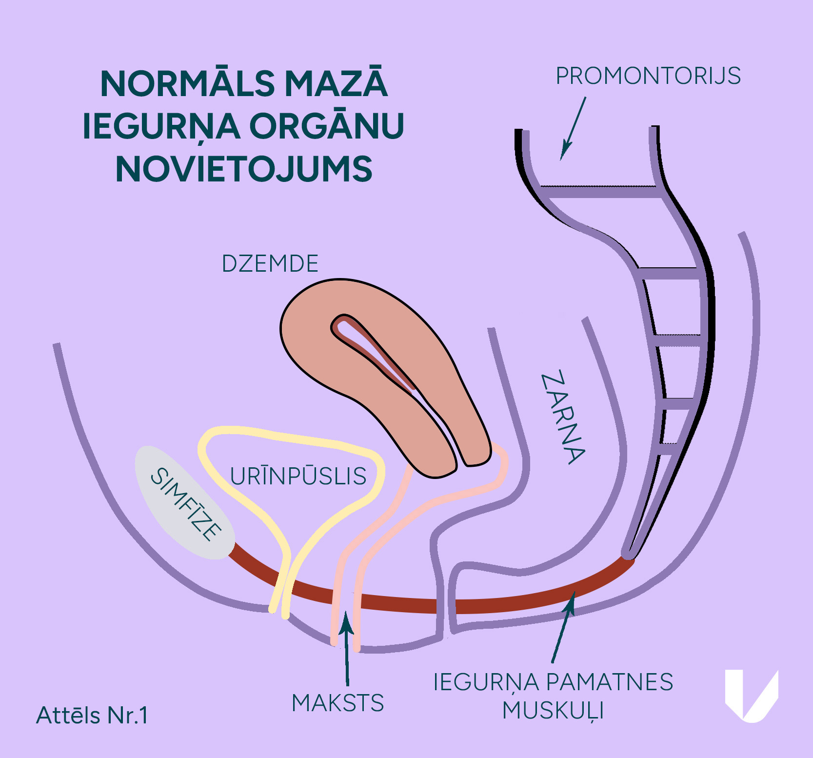 Mazā iegurņa orgānu normāls novietojums
