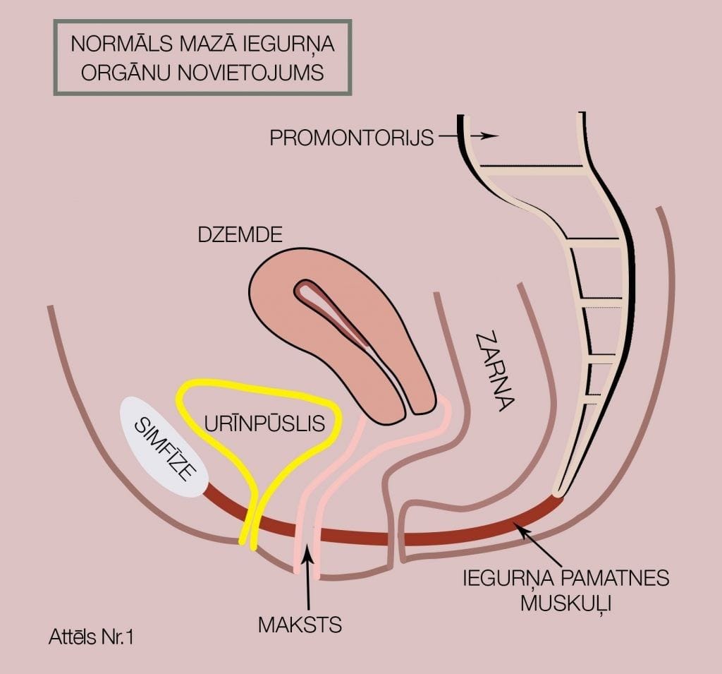 Normāls mazā iegurņa orgānu novietojums